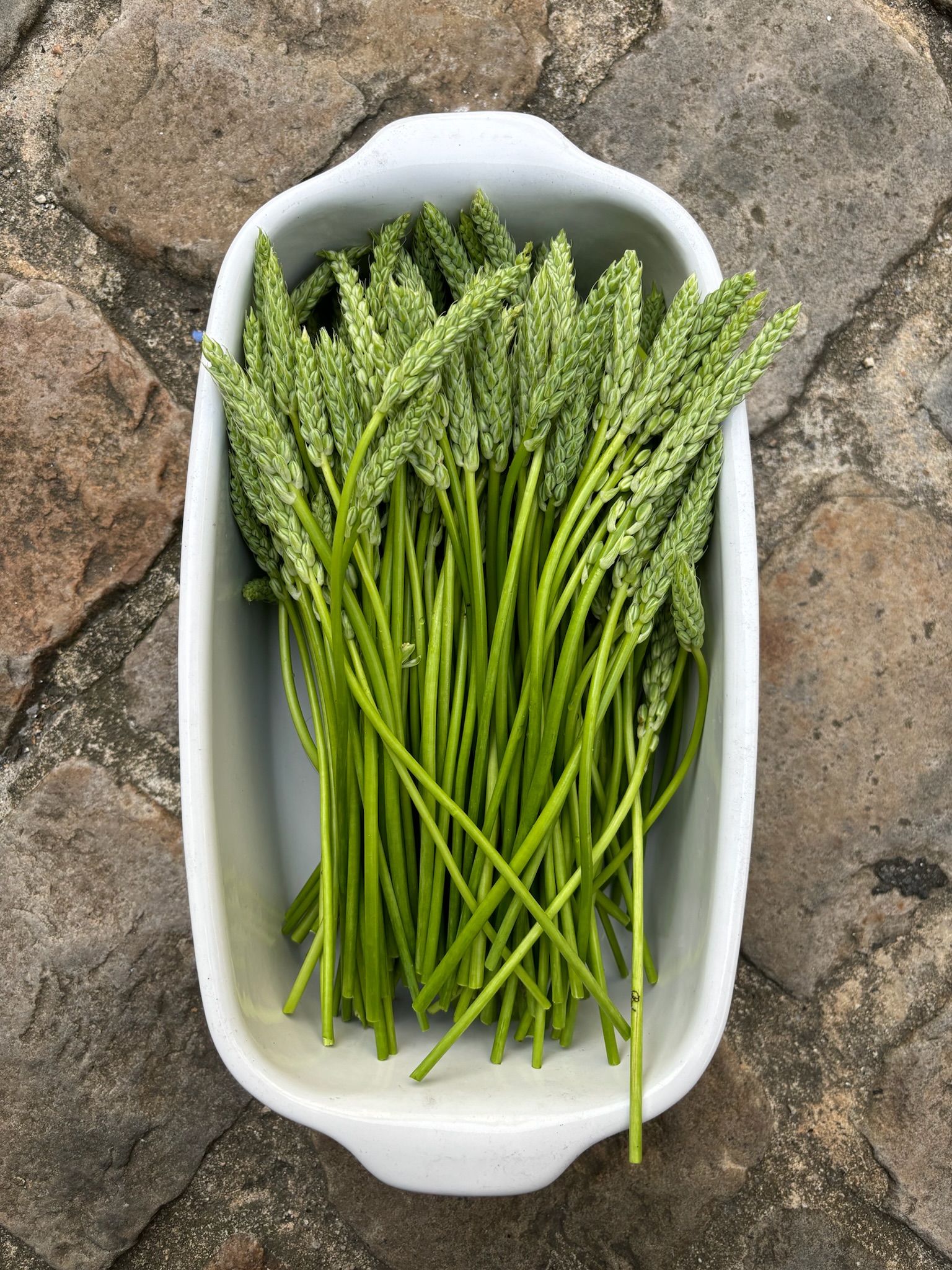 Asperge sauvage du Berry, produit de saison dans votre sandwicherie fine à Bourges